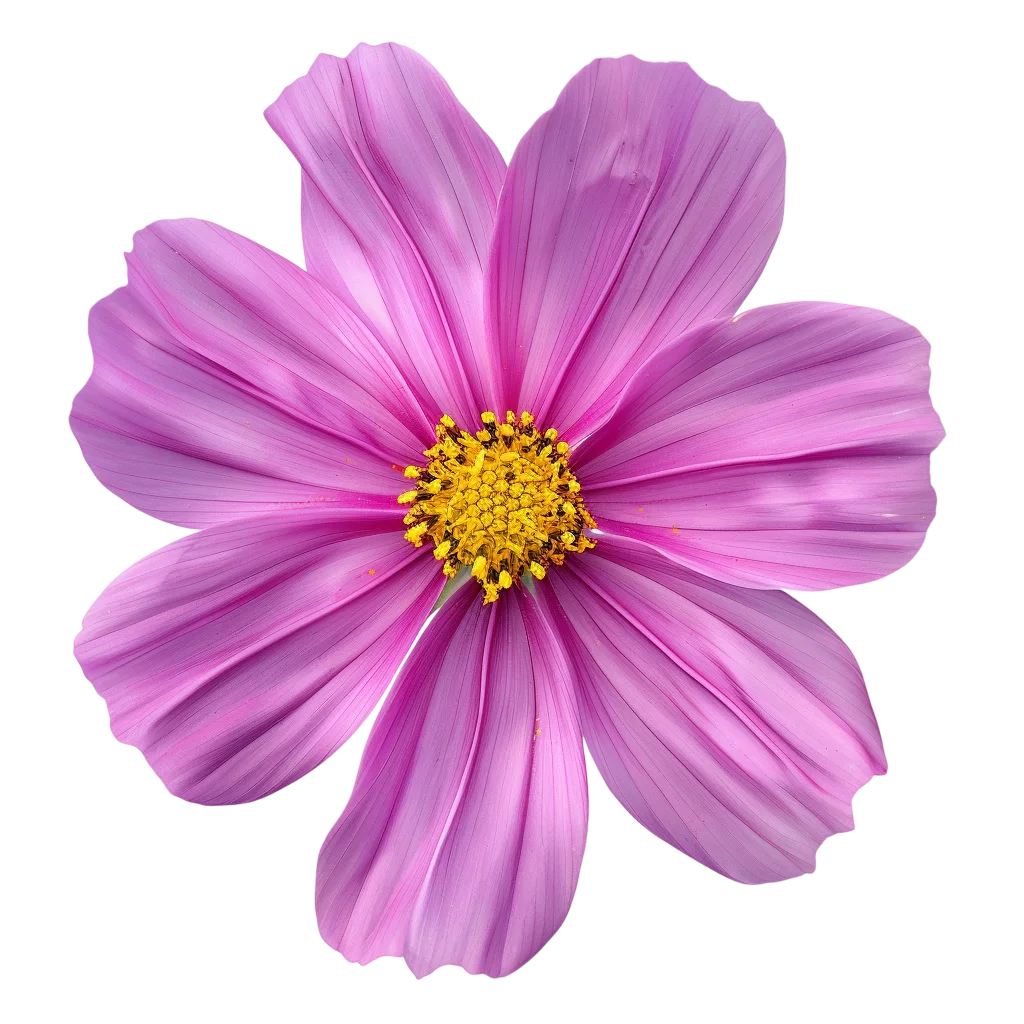 Pink Cosmos Flower Free PNG, Blossom Graphic