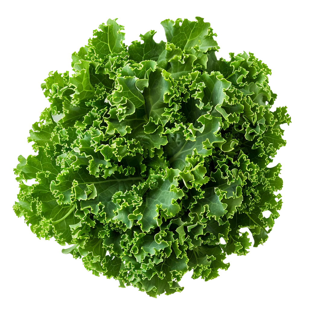 Fresh Green Organic Kale Cabbage Head Free PNG