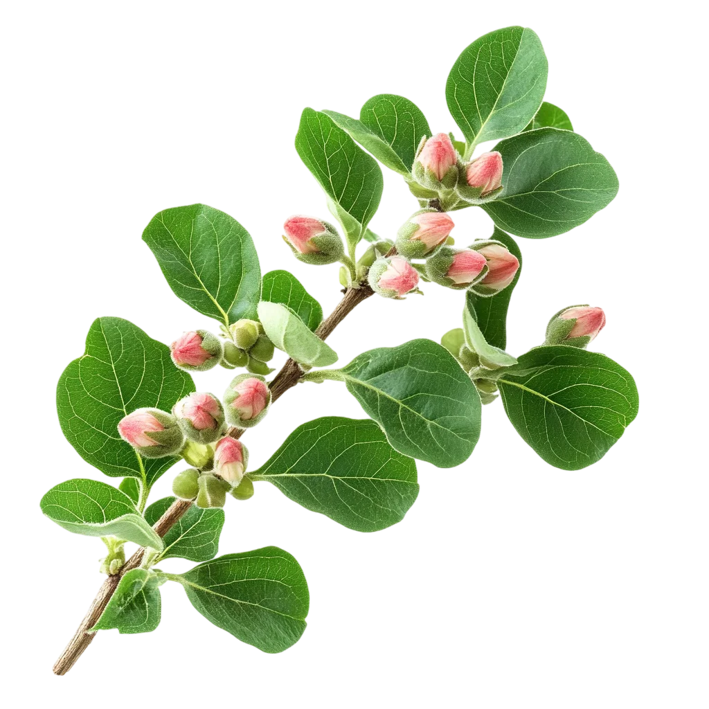 Green Branch with Pink Flower Buds Free PNG