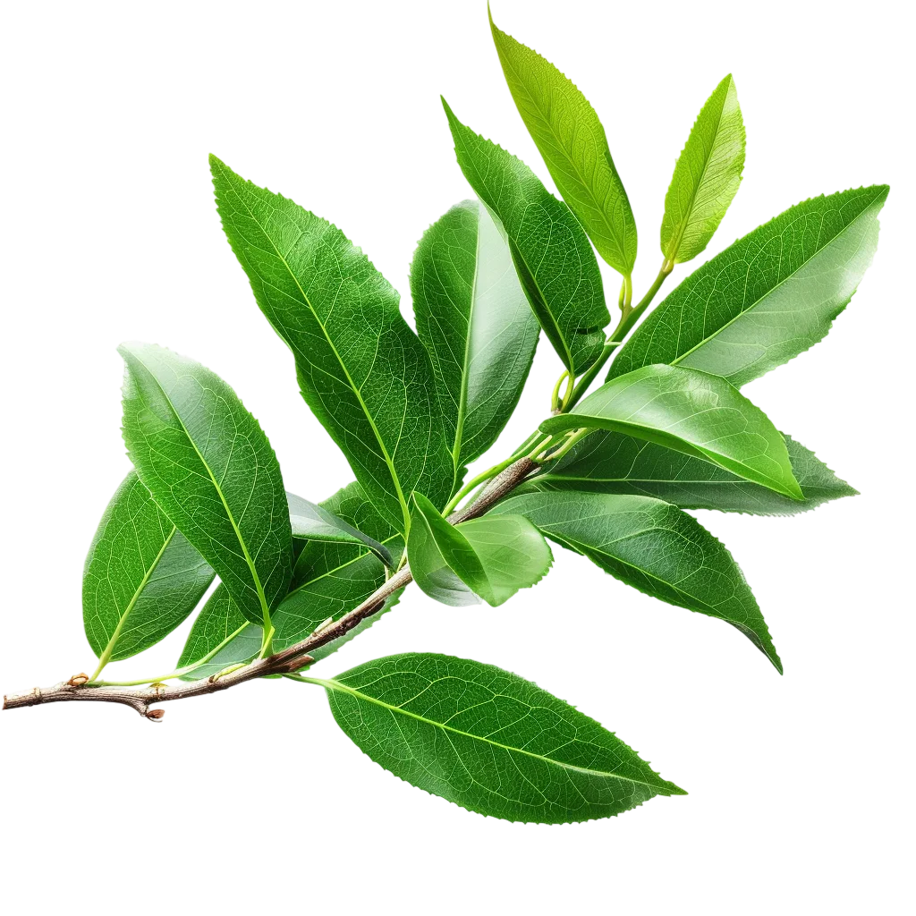 Green Leafy Branch Free PNG