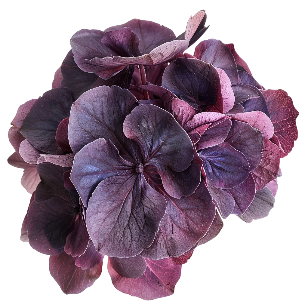 Purple and Plum Hydrangea Cluster Free PNG