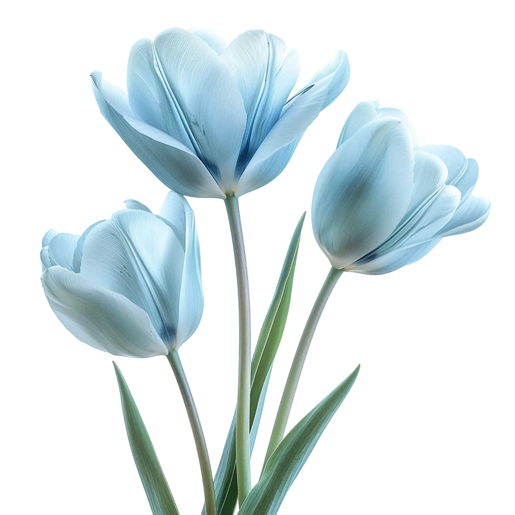 Three Pale Blue Tulips with Green Leaves Free PNG
