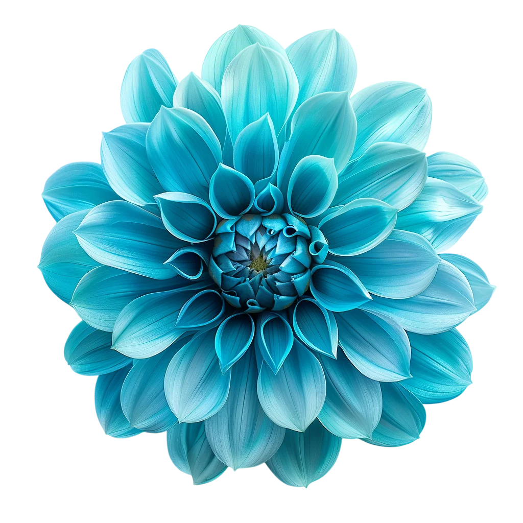 Luminous Turquoise Dahlia Bloom on Black | Free PNG