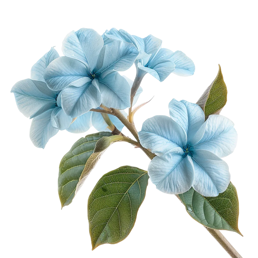 Pale Blue Hydrangea Flowers with Green Leaves Free PNG
