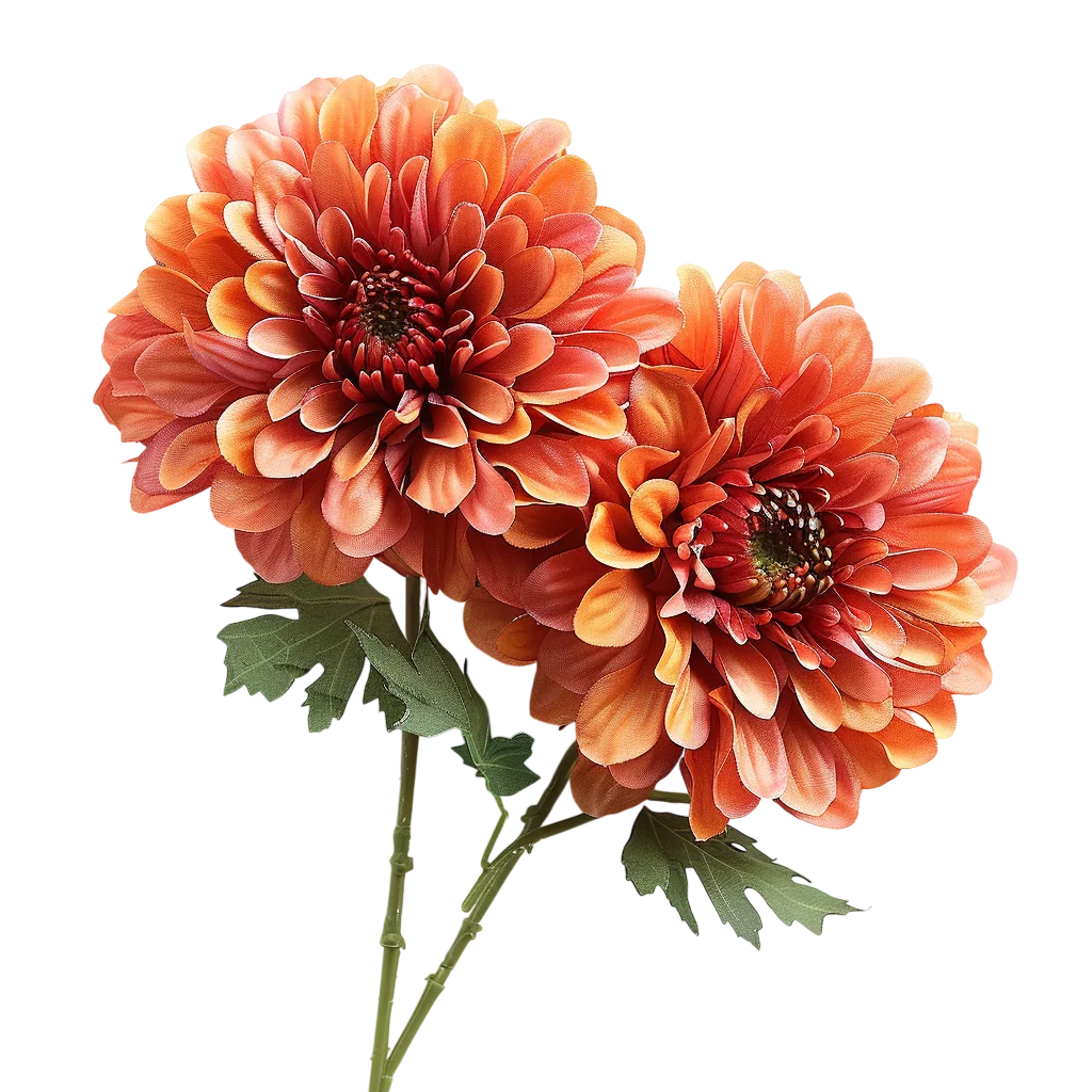Two Coral Orange Dahlias with Green Stems Free PNG