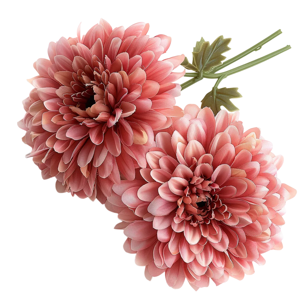Two Coral Pink Chrysanthemum Blooms Free PNG