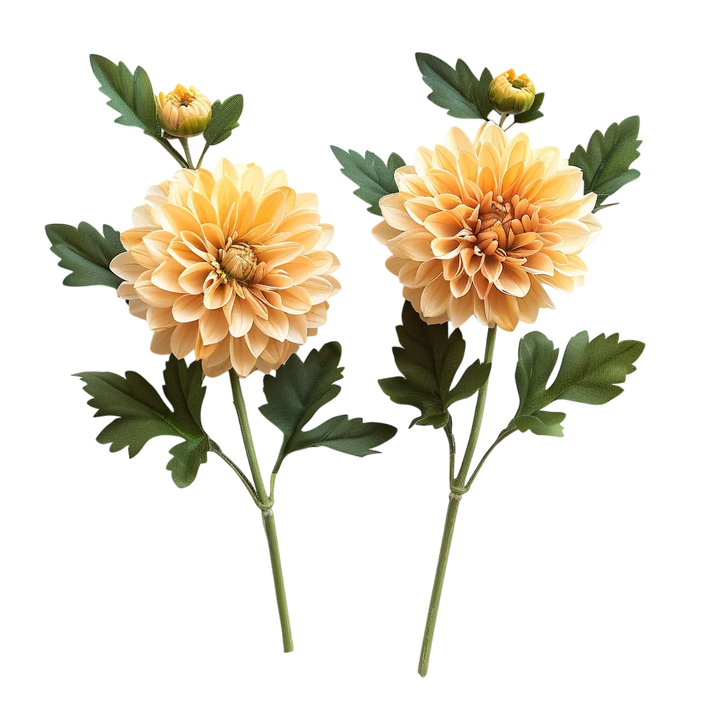 Two Apricot Dahlias with Buds and Leaves Free PNG