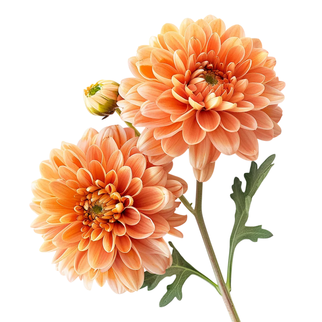 Two Peach Dahlias with Bud | Free PNG