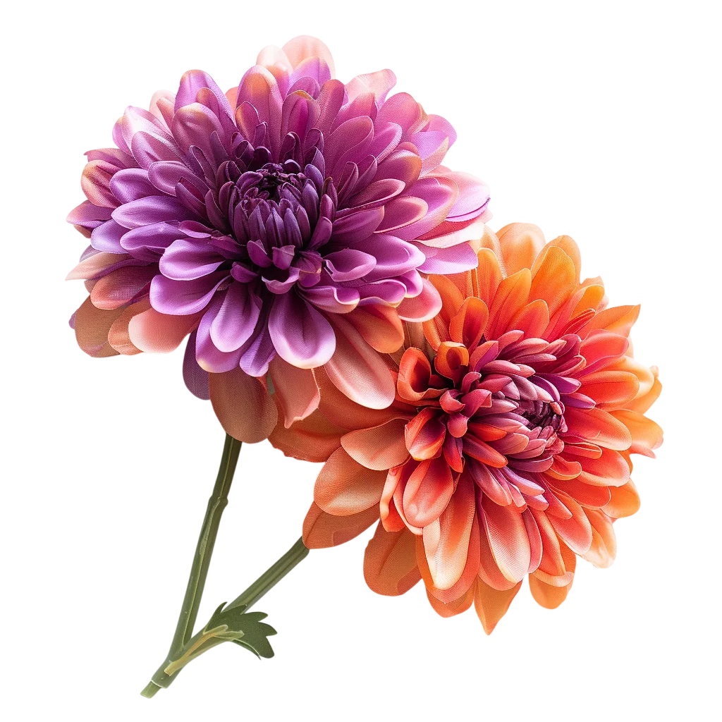 Purple and Coral Dahlia Flowers Free PNG