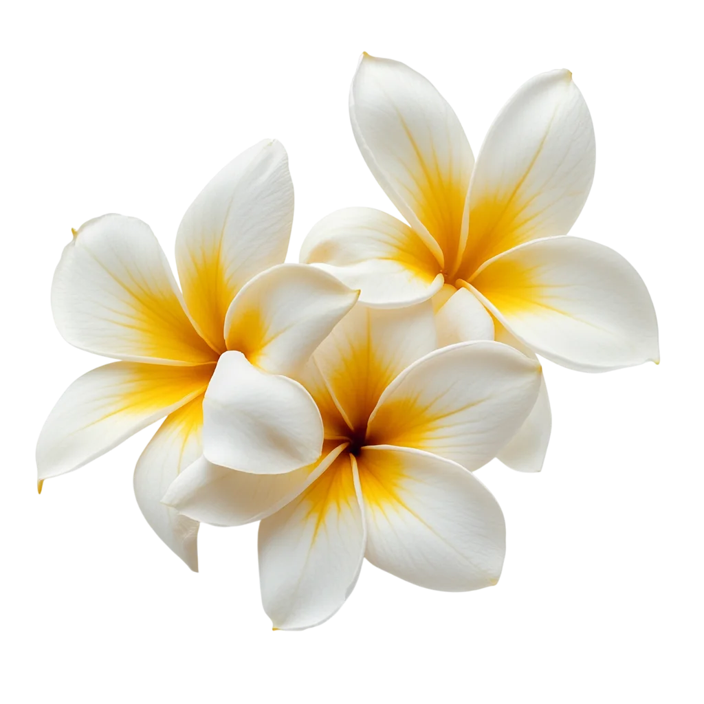 White and Yellow Frangipani Flower Cluster Free PNG
