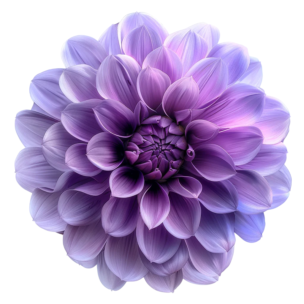 Purple Dahlia Bloom Free PNG