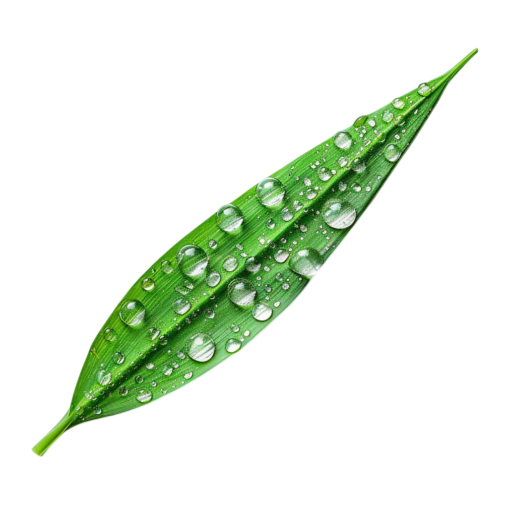 Dew-Covered Green Leaf Free PNG