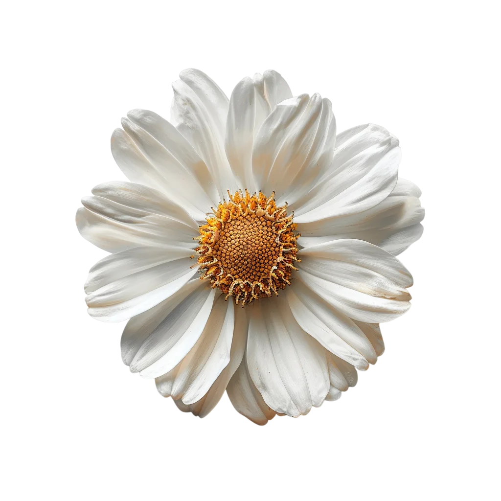 White Daisy with Golden Center Free PNG