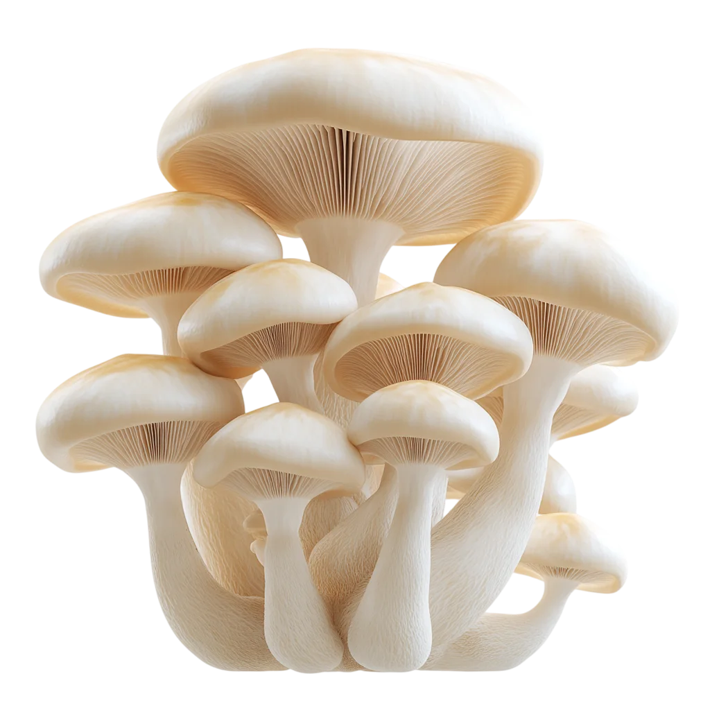Ivory Oyster Mushroom Cluster Free PNG