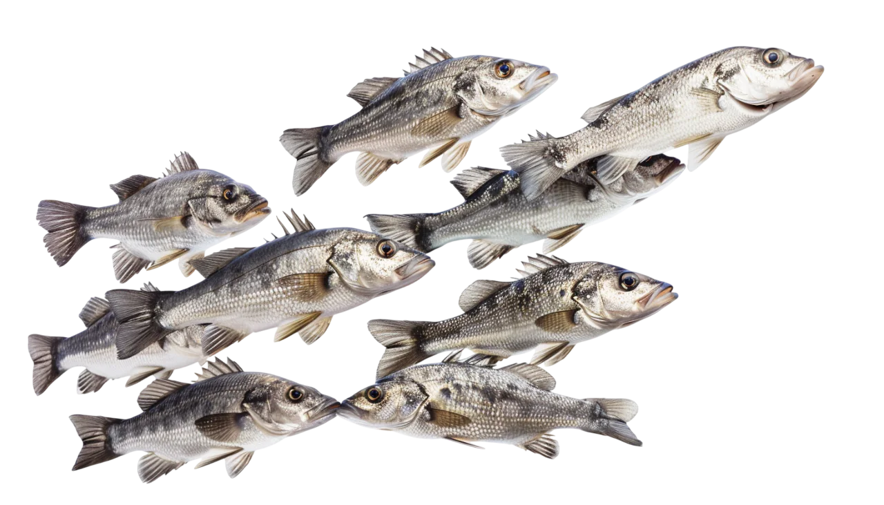 Group of Silver Bass Fish Free PNG