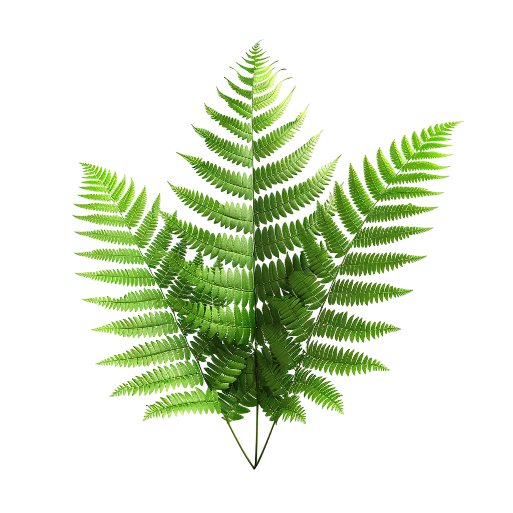 Bright Green Fern Fronds Botanical Cutout Free PNG