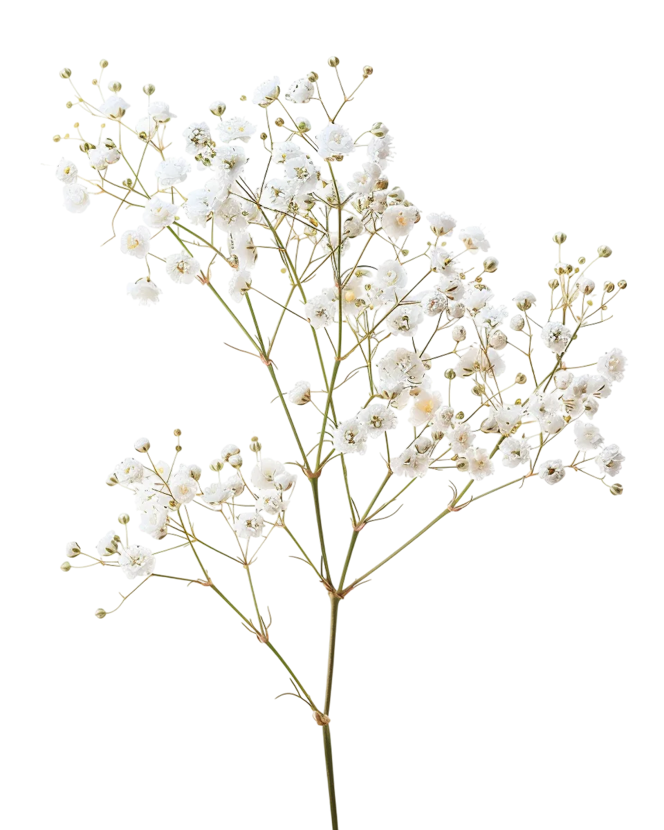 White Baby’s Breath Sprig Free PNG