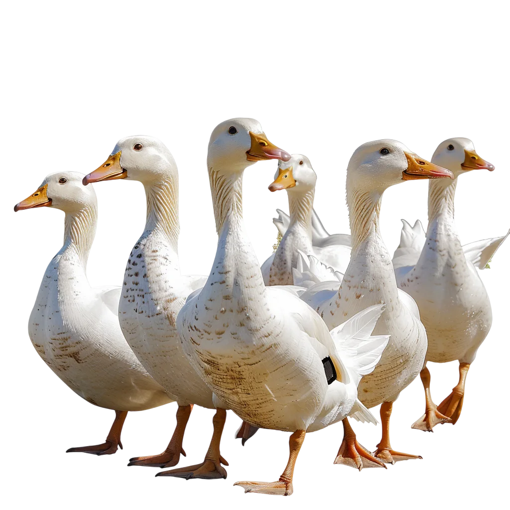 Flock of White Geese Standing Together | Free PNG