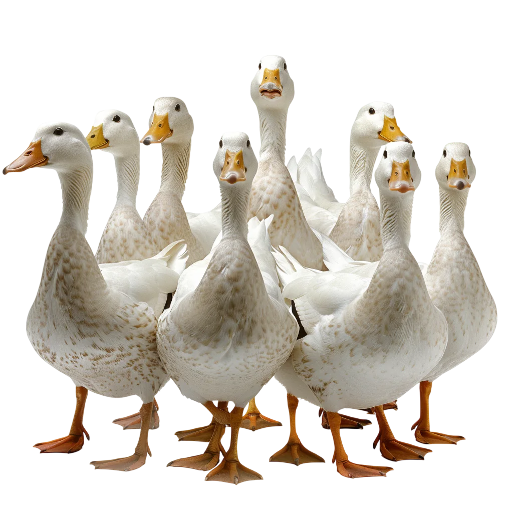 Group of White Ducks with Orange Bills - Free PNG