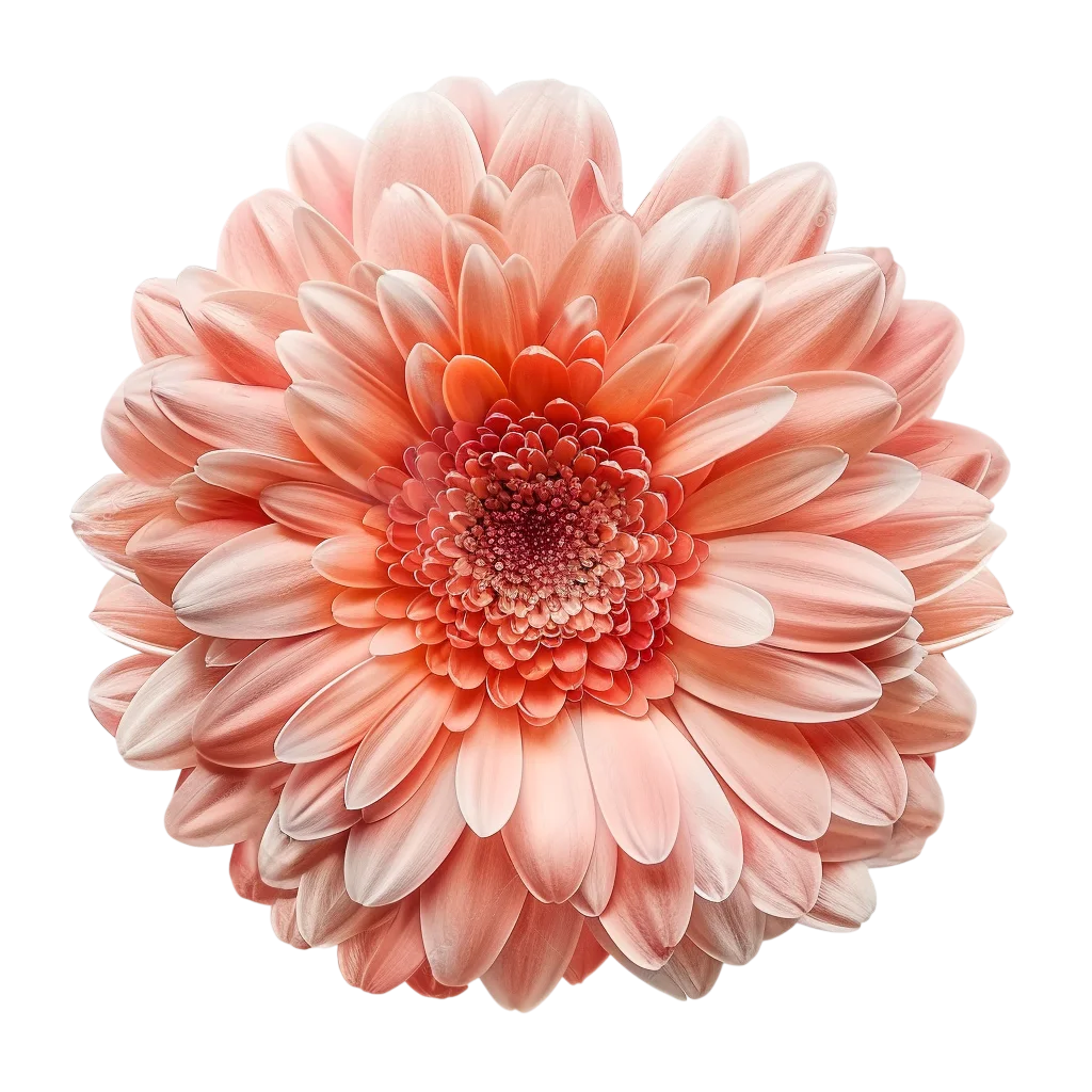 Peach Coral Dahlia Flower – Free PNG