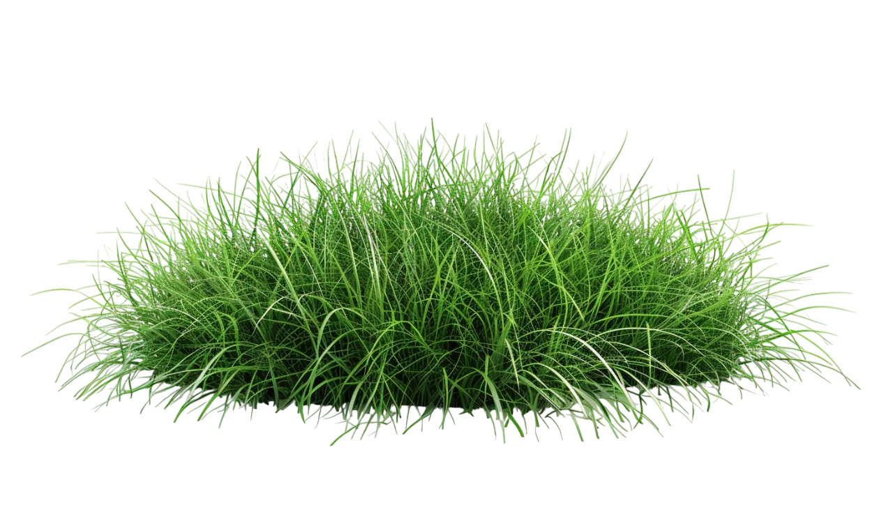 Dense Green Ornamental Grass Clump Free PNG