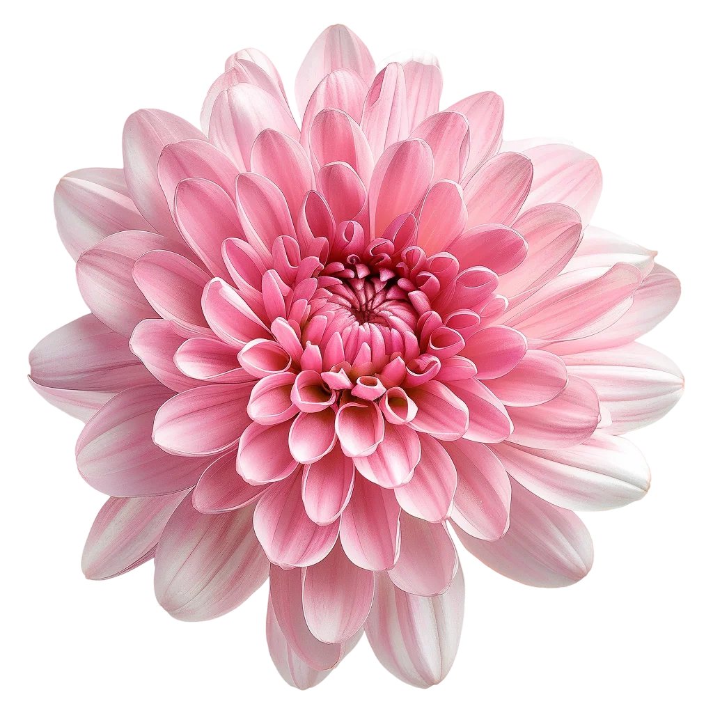 Pink Dahlia Flower Illustration Free PNG