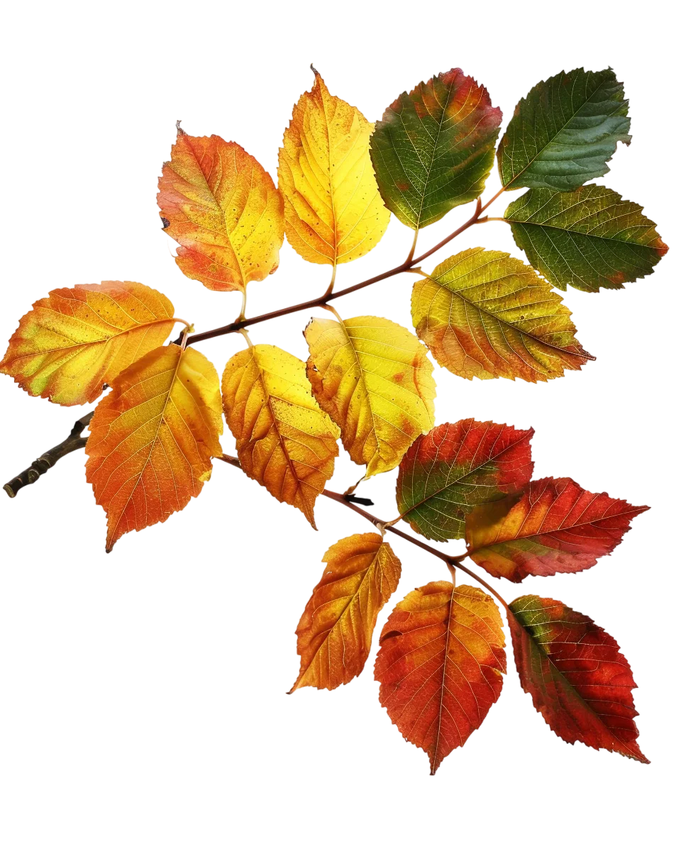Autumn Leaves on a Branch – Free PNG