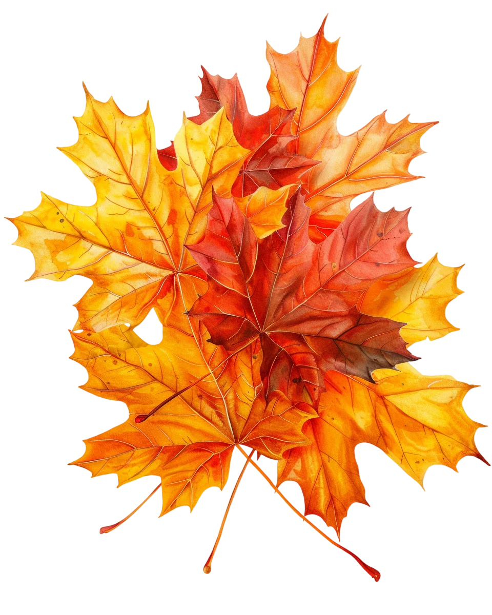 Watercolor Autumn Maple Leaves Cluster Free PNG