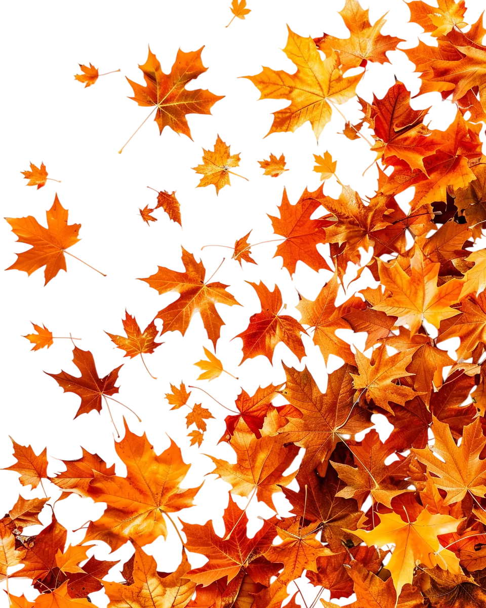 Scattered Orange Autumn Maple Leaves Free PNG