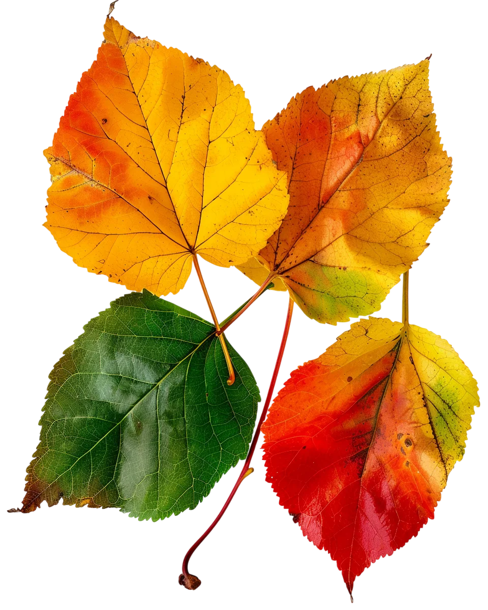 Colorful Autumn Leaves Cluster Free PNG