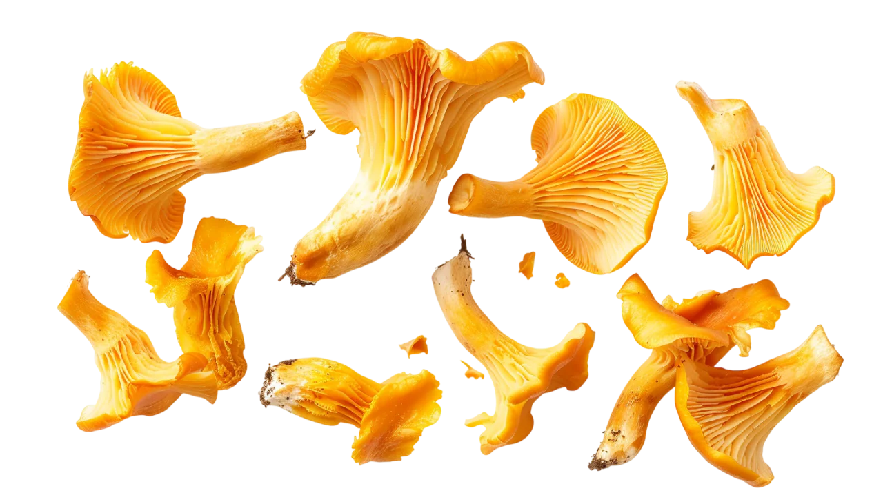 Golden Chanterelle Mushrooms Isolated – Free PNG