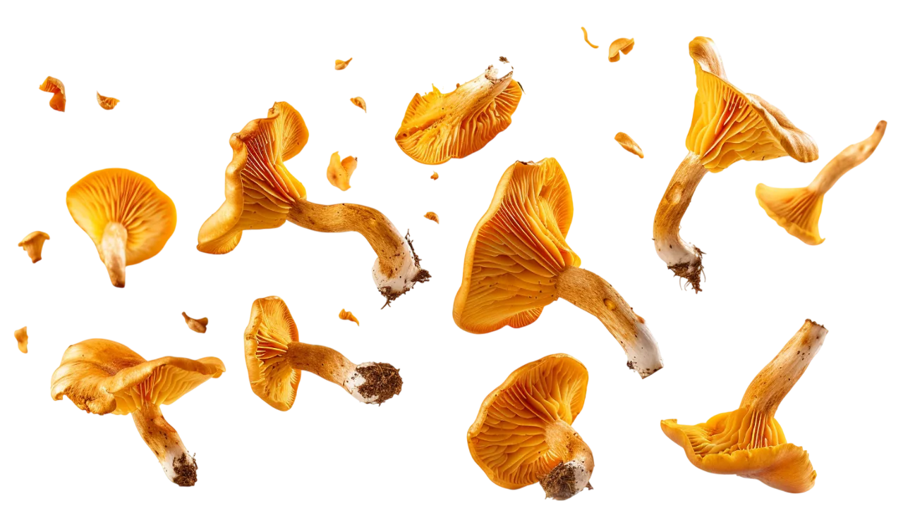 Golden-Orange Mushrooms with Ridged Undersides | Free PNG