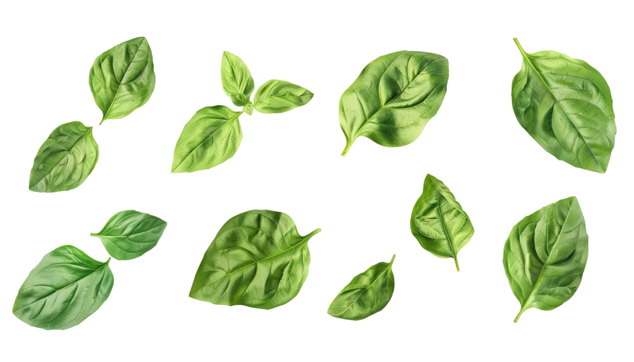 Fresh Green Basil Leaves Collection Free PNG