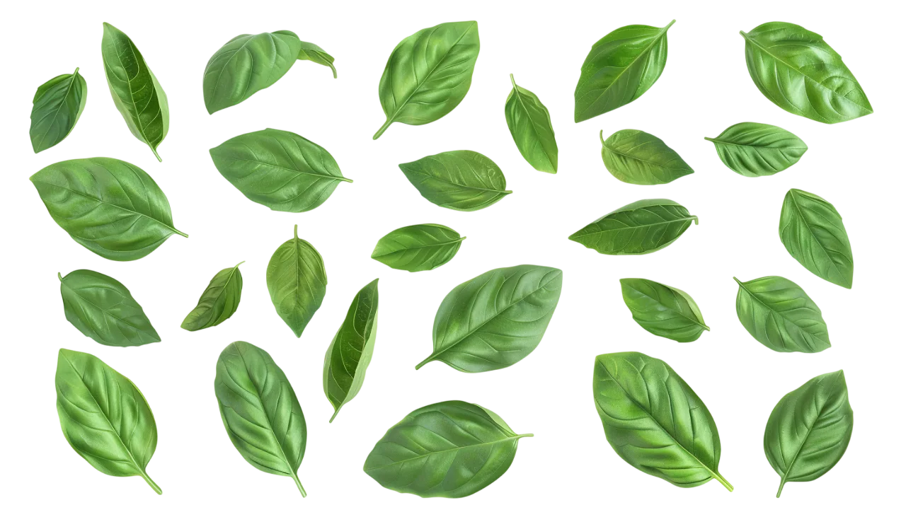 Scattered Fresh Green Basil Leaves Free PNG