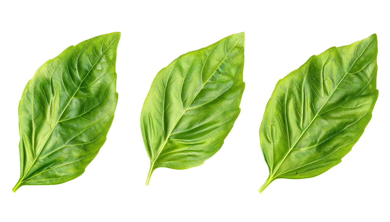Three Bright Green Basil Leaves Free PNG