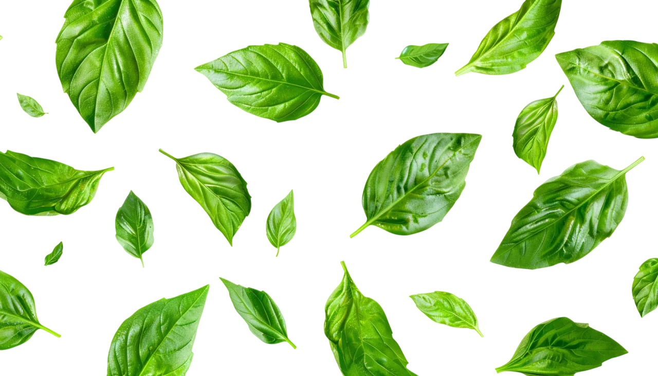 Scattered Fresh Basil Leaves on Black Background | Free PNG