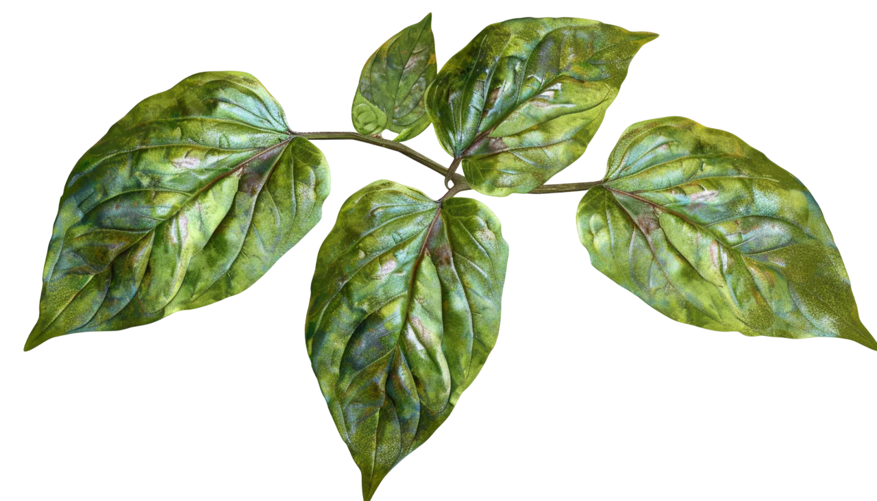 Mottled Green Leaf Sprig Isolated on Transparent Background | Free PNG