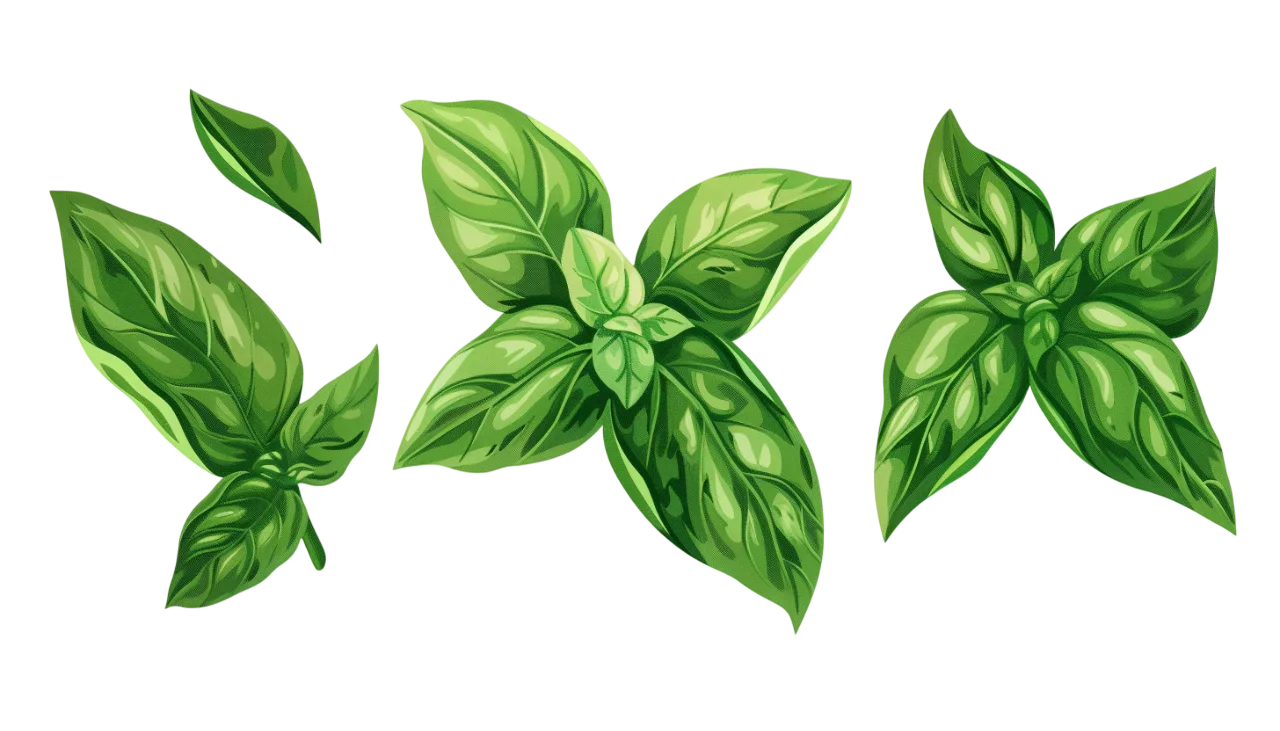 Stylized Green Basil Leaf Sprigs Illustration - Free PNG