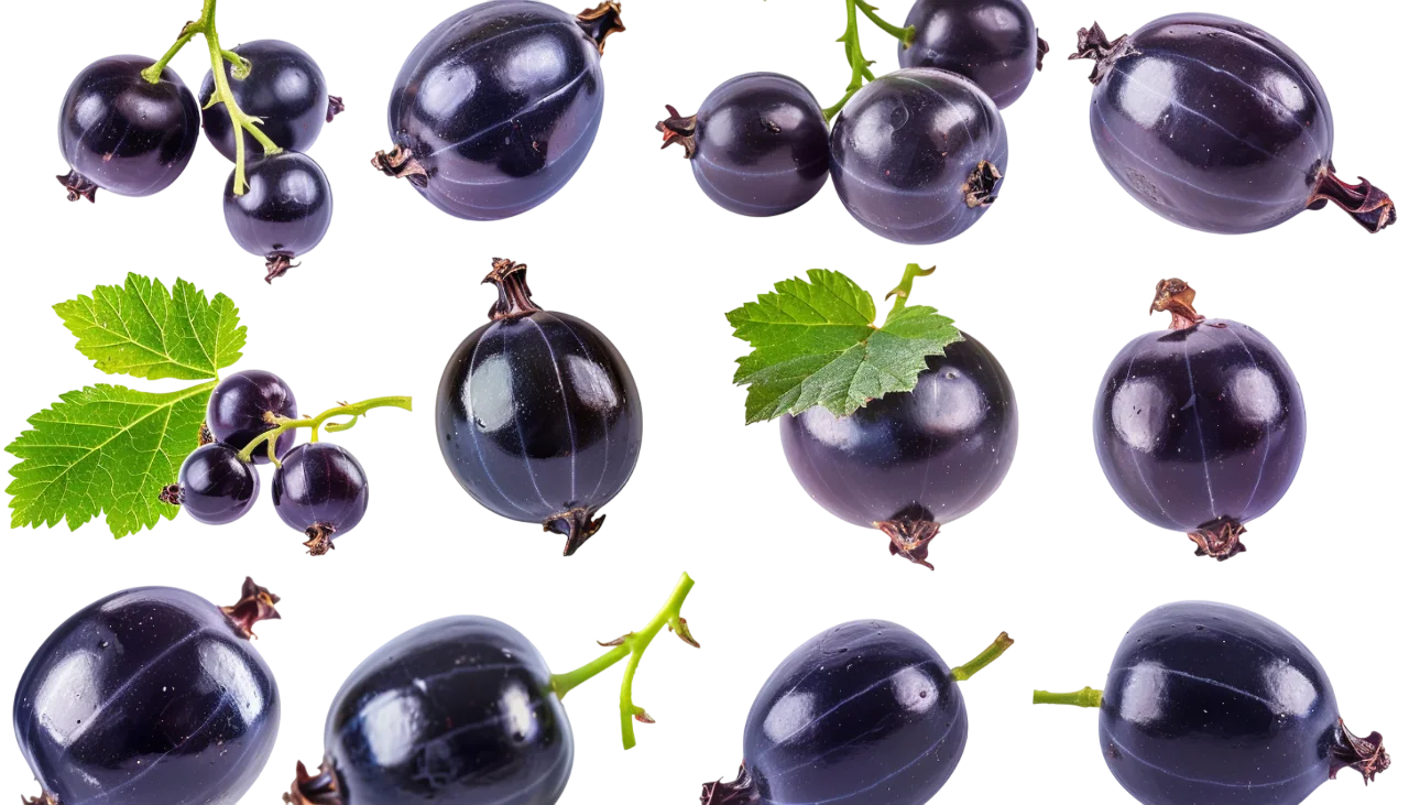 Glossy Blackcurrants and Leaves Free PNG