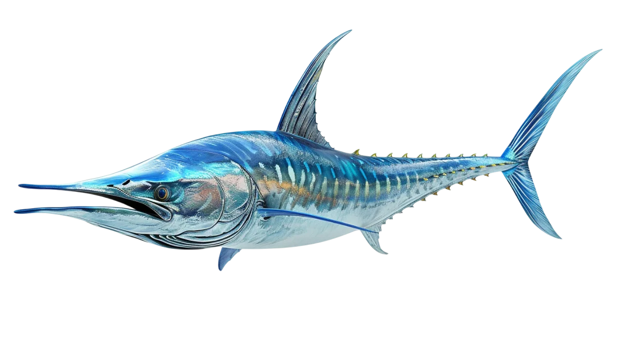 Blue Marlin Fish in Side Profile – Free PNG