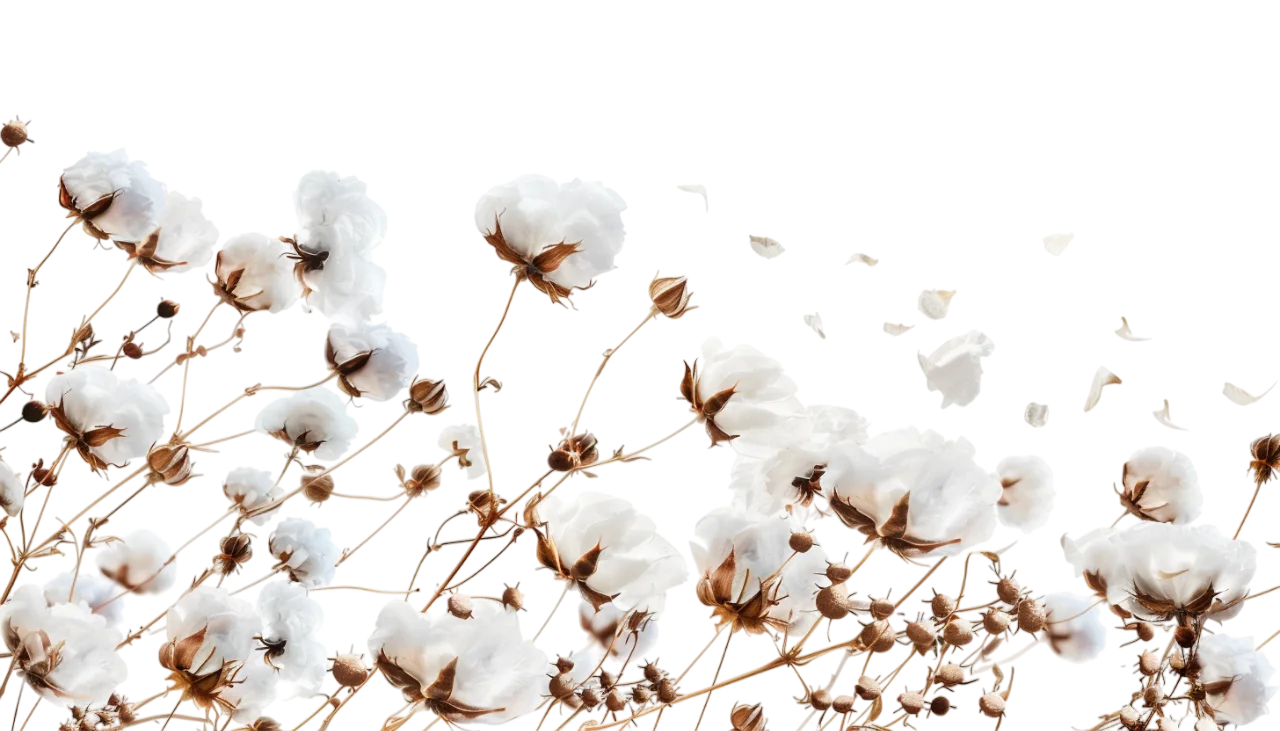 White Cotton Branches Botanical Border Free PNG