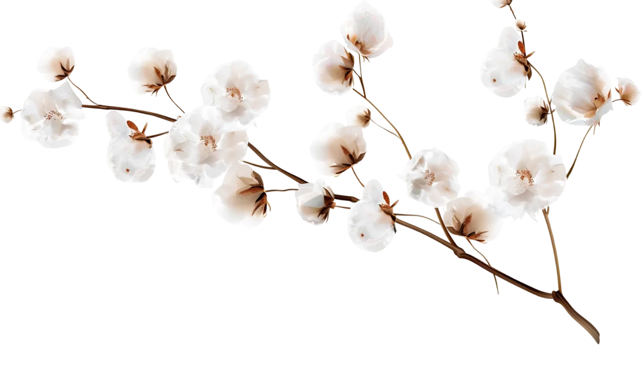 White Blossoms on a Branch Free PNG