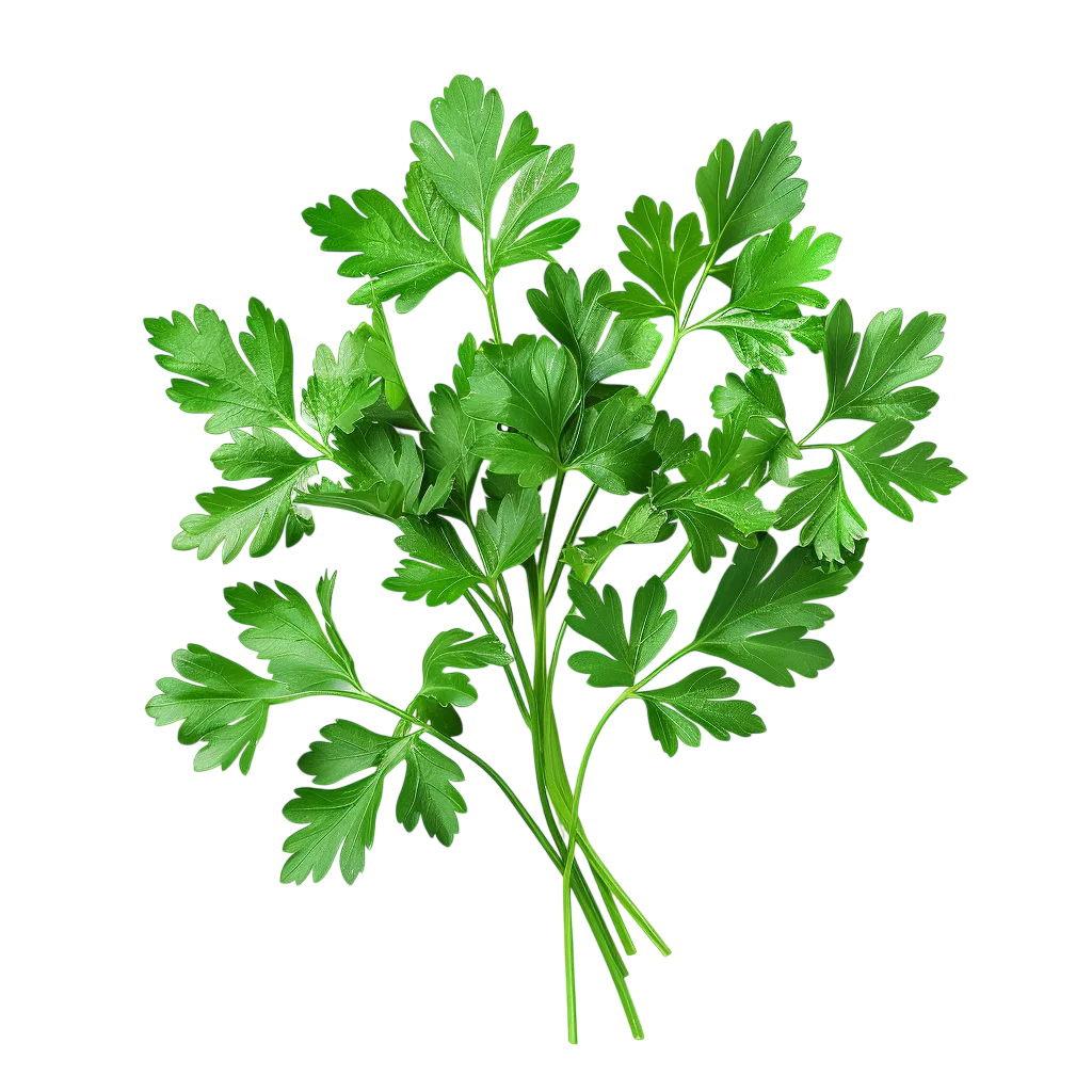 Fresh Green Parsley Herb Sprig Clump PNG