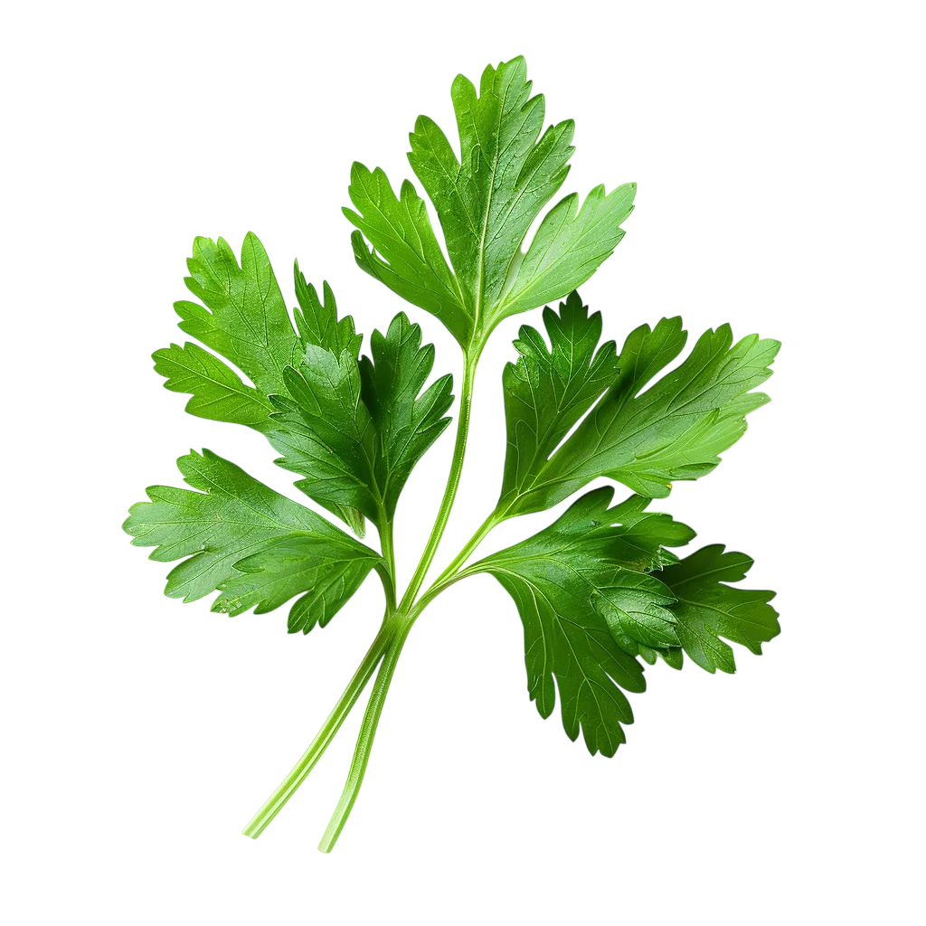 Fresh Green Parsley Herb Leaves Branch PNG
