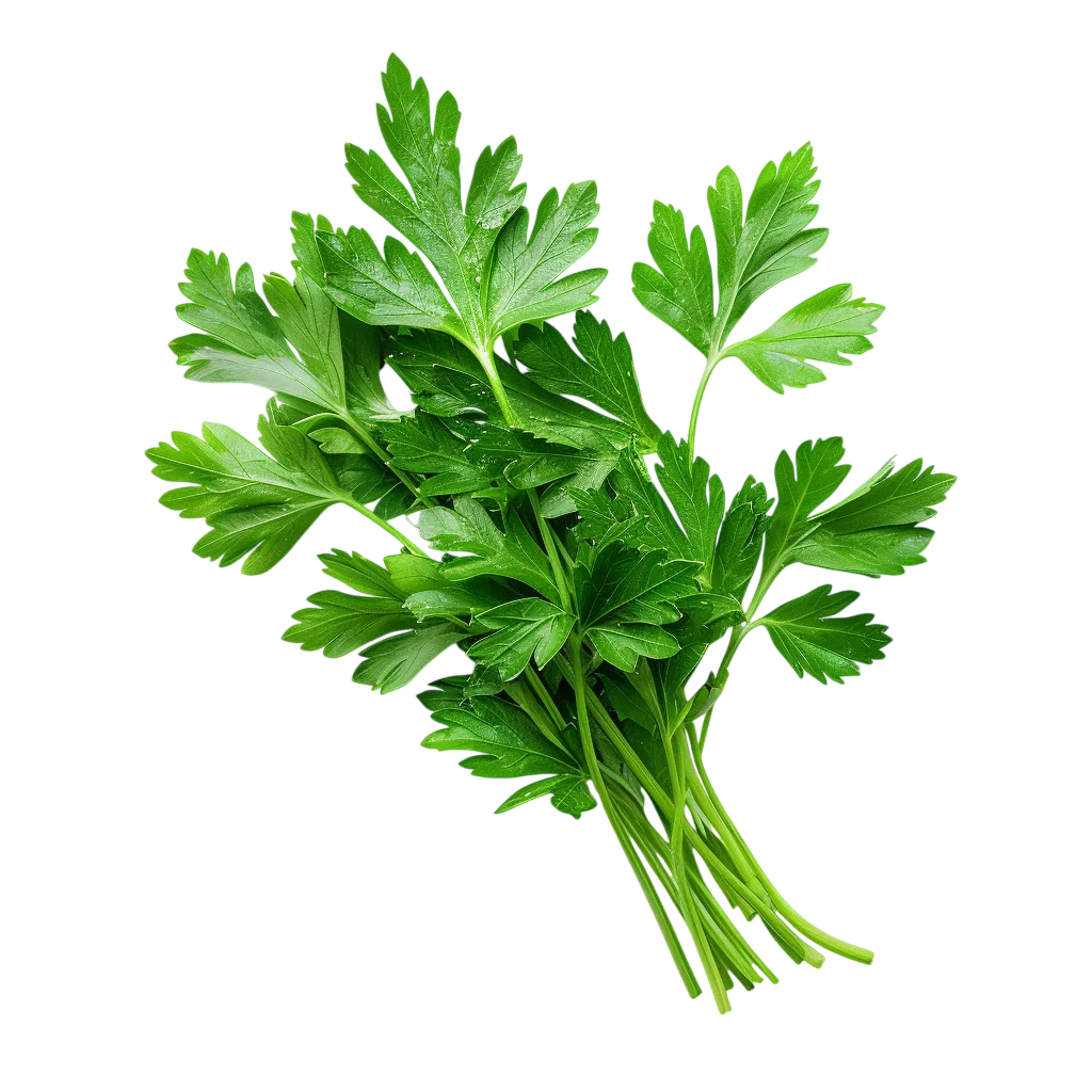 Fresh Green Parsley Herb Sprig Bunch PNG