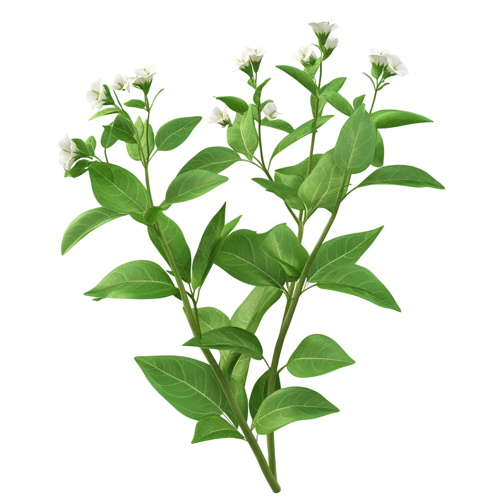 Fresh Green Leafy Shrub Branch Tall PNG