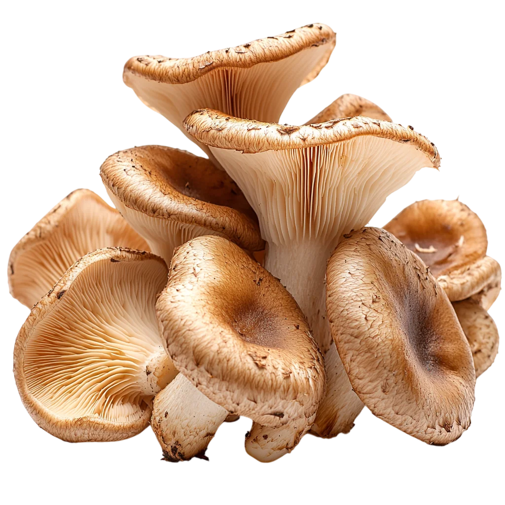 Fresh Shiitake Mushrooms Cluster PNG