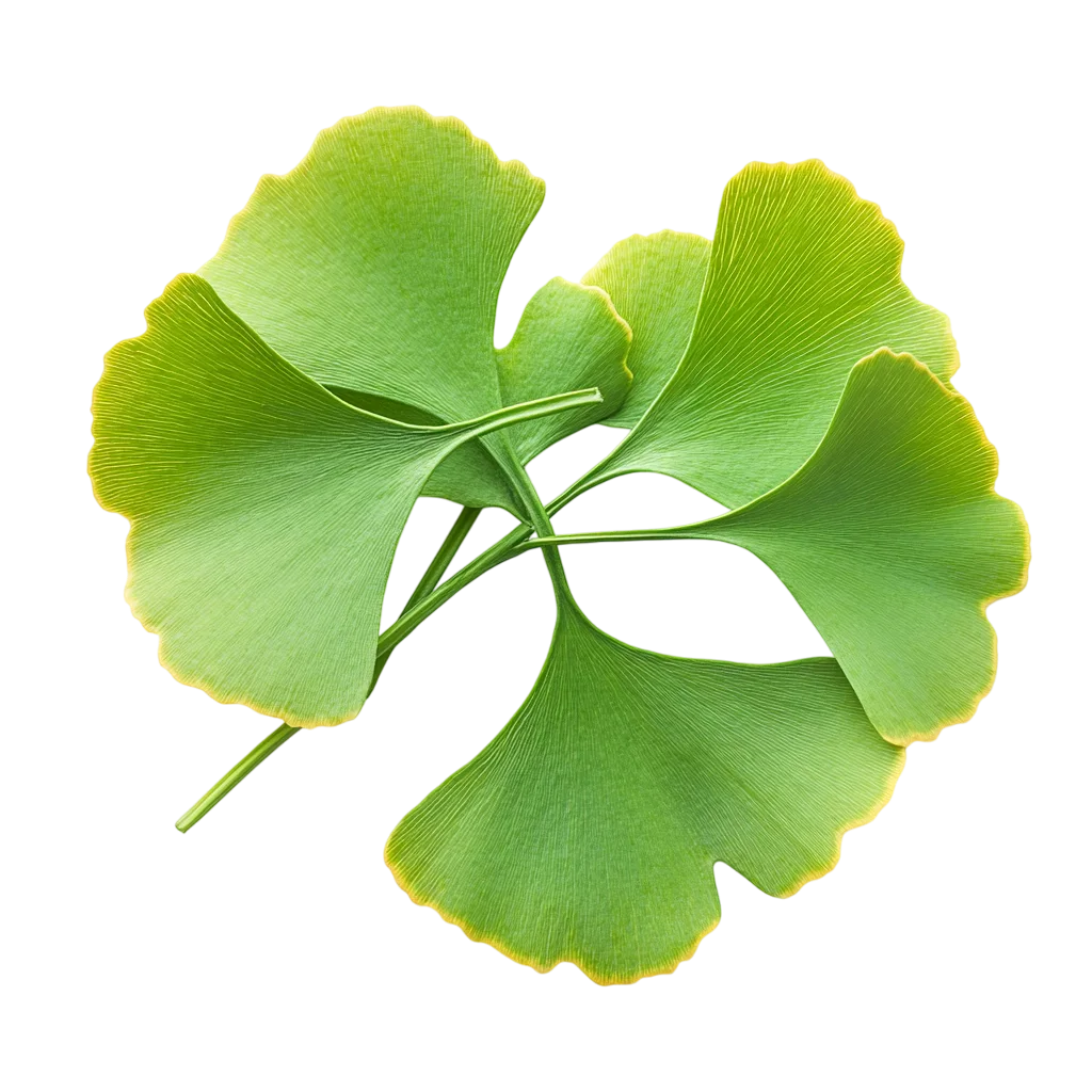 Fresh Green Ginkgo Biloba Leaves Cluster PNG