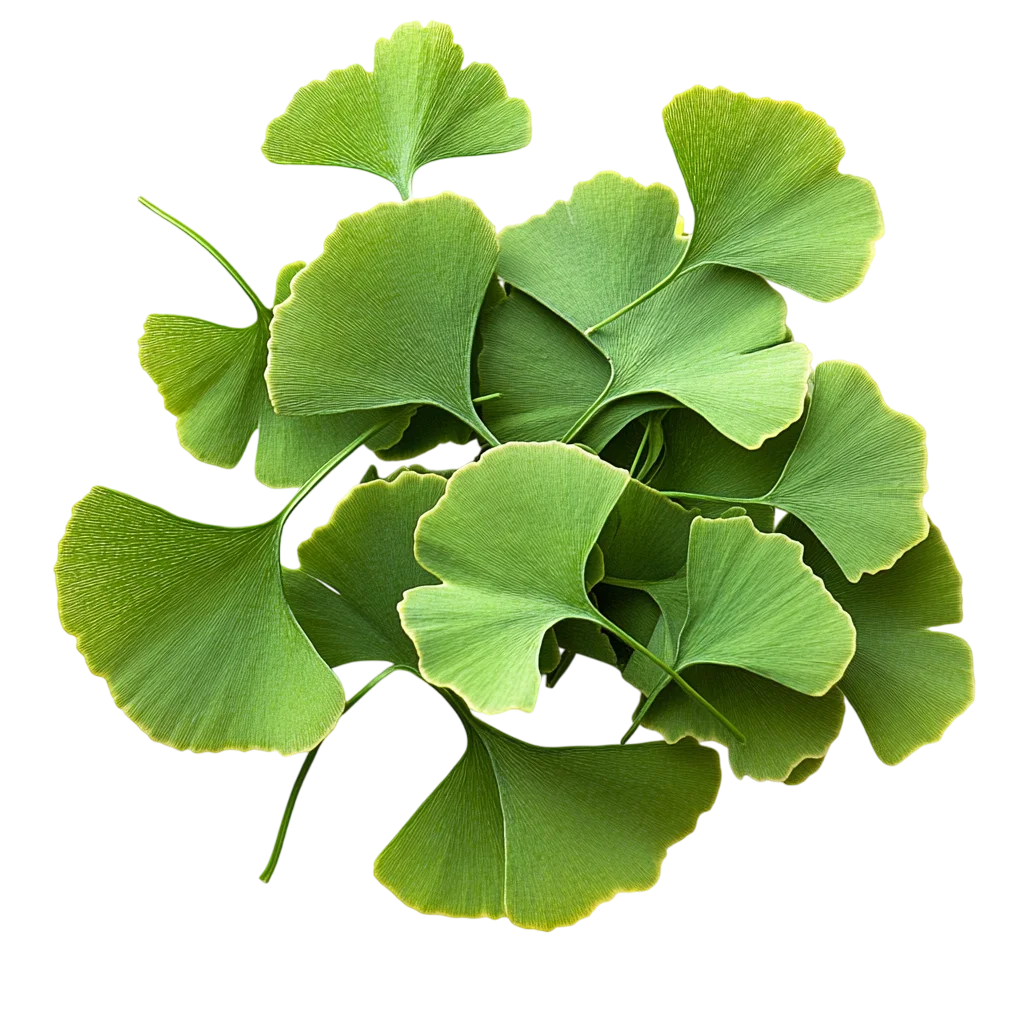 Fresh Green Ginkgo Leaves Cluster Plant PNG