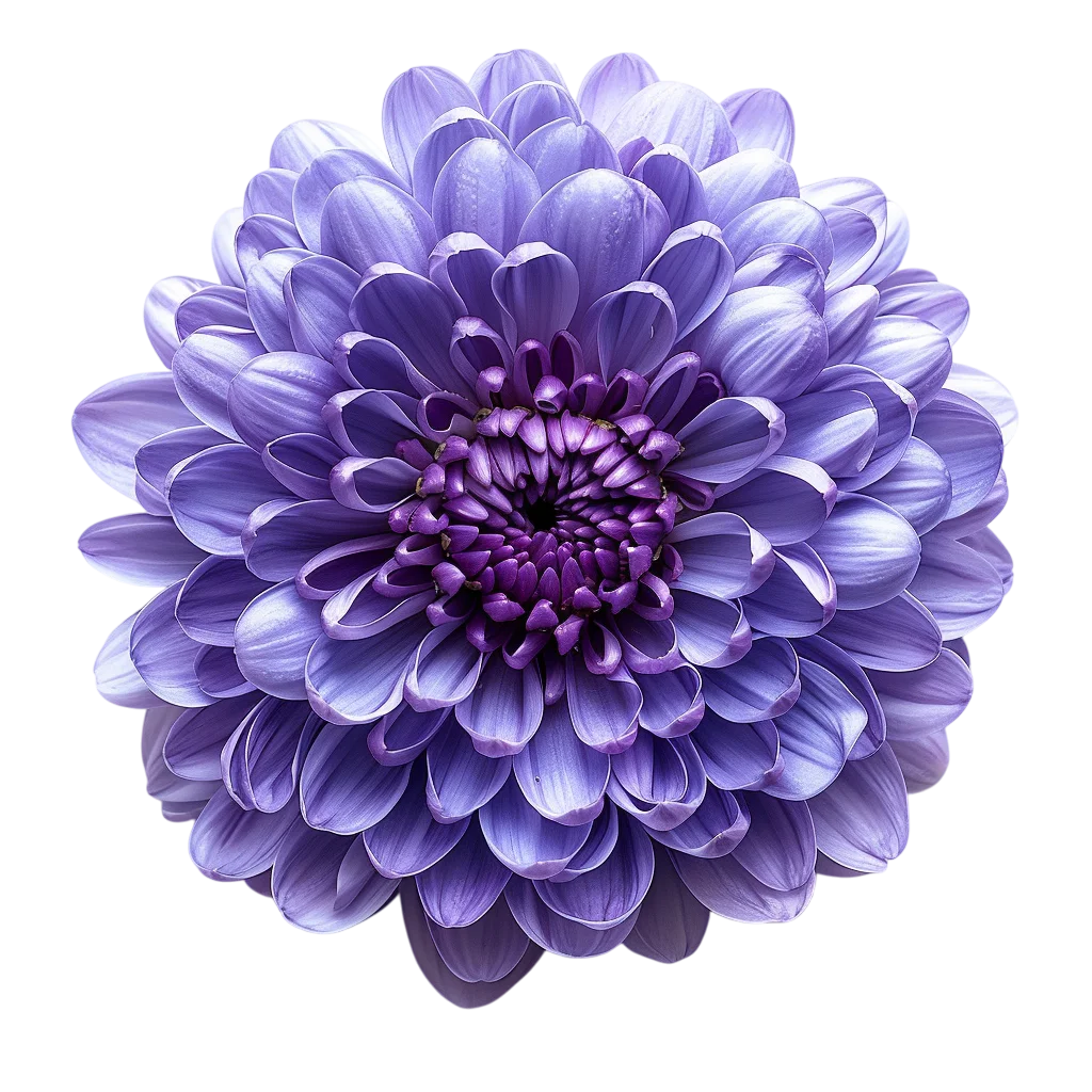 Layered Purple Dahlia Flower Free PNG